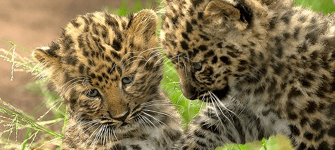 Amur leopard cubs